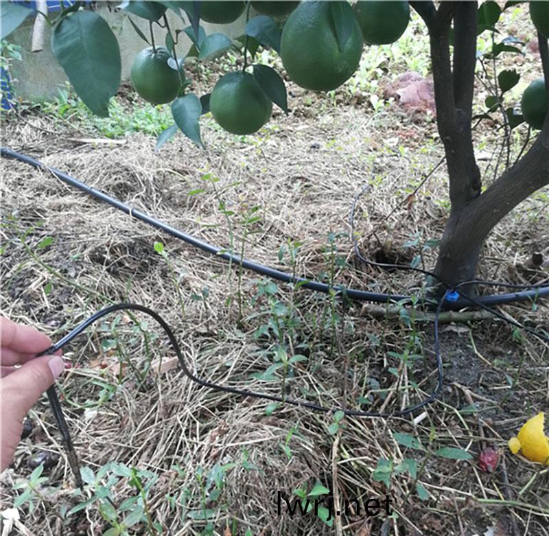 柑(gan)橘(ju)水肥一體(ti)化,水肥(fei)一體(ti)化(hua)技(ji)術(shu),水肥一(yi)體(ti)化 柑橘(ju)水肥一(yi)體化(hua),水肥(fei)一體(ti)化(hua)技術,水(shui)肥(fei)一體(ti)化(hua)