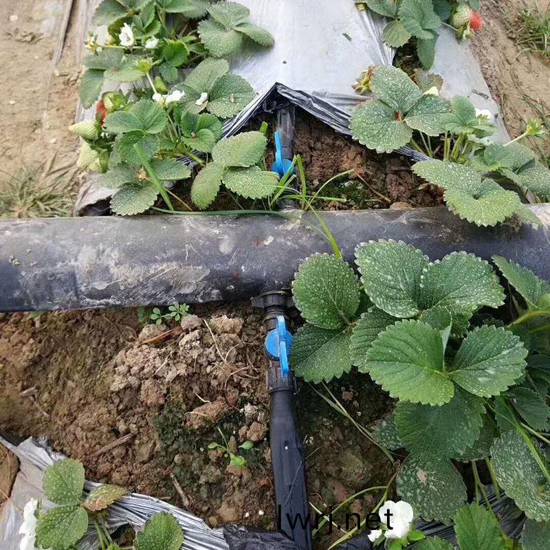 大(da)棚(peng)水(shui)肥一體(ti)化(hua),草莓(mei)水肥一體(ti)化 大(da)棚(peng)水(shui)肥(fei)一(yi)體(ti)化,草(cao)莓(mei)水肥一體化(hua)