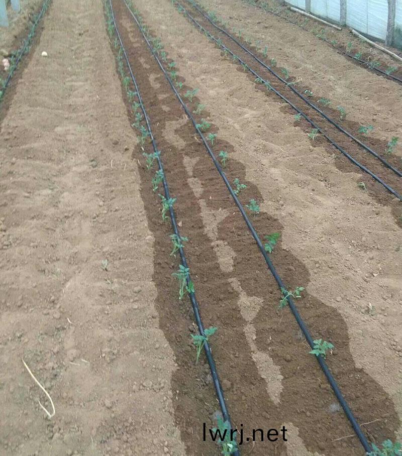 草莓水(shui)肥一(yi)體化技術(shu),水(shui)肥(fei)一體化(hua),水(shui)肥一(yi)體化技(ji)術(shu) 草(cao)莓(mei)水(shui)肥一(yi)體(ti)化(hua)技術(shu),水肥一(yi)體(ti)化(hua),水(shui)肥一(yi)體(ti)化技術