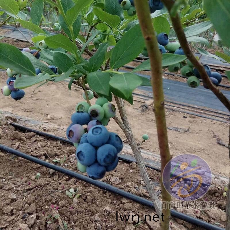 藍莓(mei)滴灌(guan)