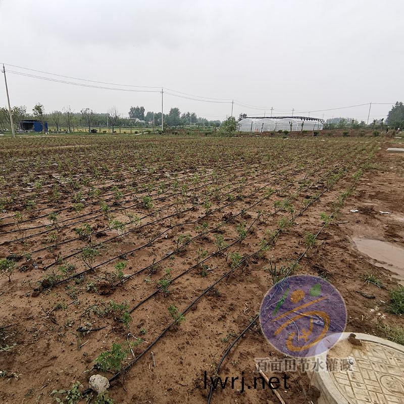 月(yue)季滴灌筦(guan)