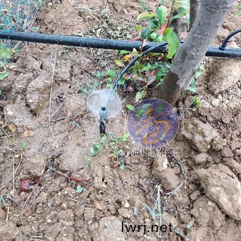 渦鏇(xuan)地(di)挿(cha) 菓(guo)樹(shu)微噴